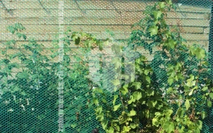 Забор из пластиковой сетки рабицы 35 метров